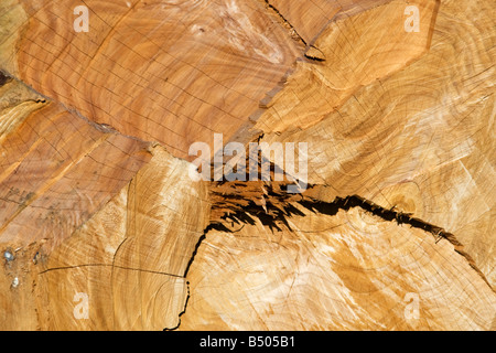 Full Frame of fallen tree trunk Banque D'Images