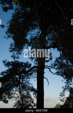 Une silhouette d'arbre de pin sur l'Ashdown Forest dans l'East Sussex, avec un ciel bleu et nuages dans l'arrière-plan Banque D'Images