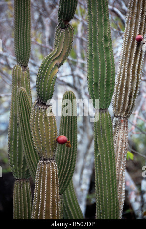 Cactus candélabres Jasminocereus thouarsii var sclerocarpus Îles Galapagos Équateur Amérique du Sud Banque D'Images