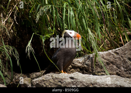 Le Macareux huppé Portrait, Prince William Sound, Alaska Banque D'Images