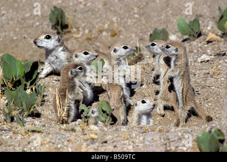 À queue ronde Spermophilus tereticaudus Banque D'Images
