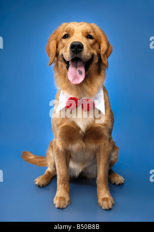 Licence disponible sur MaximImages.com - Golden Retriever Banque D'Images