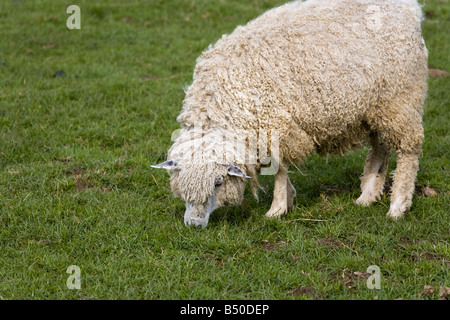 Un mouton Cotswold traditionnelle connue sous le nom de Lion à Cotswold Cotswold Farm Park, près de Guiting Power, Gloucestershire Banque D'Images