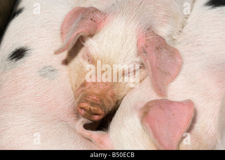 Gloucester vieux Spot porcelet dormir à Cotswold Farm Park, près de Guiting Power, Gloucestershire Banque D'Images