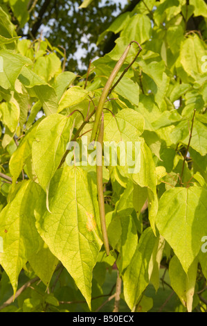 Sur les coupelles de semences de haricots Indiens tree Catalpa speciosa Banque D'Images