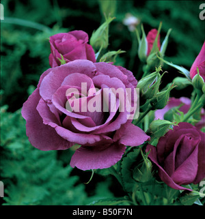 Close up photo de Rosa 'Rhapsody in Blue' Banque D'Images