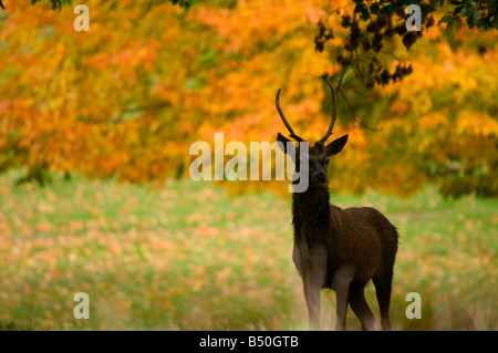 Red Deer Cervus elaphus scoticus Derbyshire Peak District UK Banque D'Images