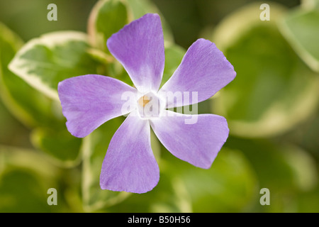 Une seule grande fleur de perwinkle (Vinca Major) encore en fleur en automne Banque D'Images