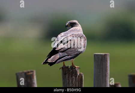 Buse de Swainson Buteo swainsoni reposant sur piquet en bordure de terres agricoles près de Red Rock Lakes Wildlife Refuge Montana en Juillet Banque D'Images