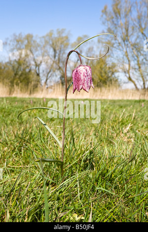 Fritillaries tête serpents à North Prairie, Réserve naturelle nationale de Cricklade, Cricklade, Wiltshire Banque D'Images