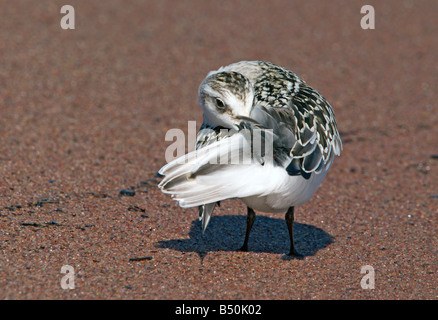 Bécasseau sanderling Calidris alba Duluth St Louis County Minnesota United States 22 septembre Jeunes Anatidés Banque D'Images