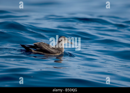 Puffin fuligineux Ardenna grisea Banque D'Images