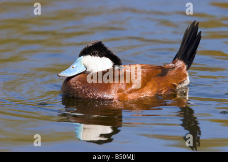 L'érismature rousse Oxyura jamaicensis Pima Tucson ARIZONA Co United States 23 mâles adultes d'Anatidae Mars Banque D'Images