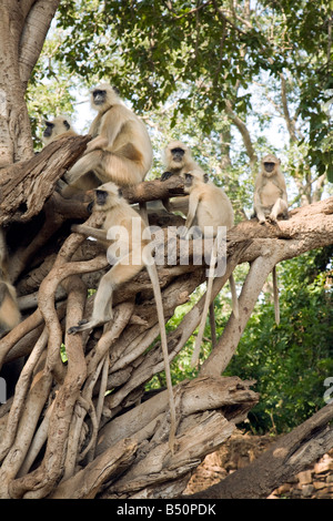 Un groupe de langurs gris assis dans un arbre banian dans le parc national de Ranthambore, Rajasthan, Inde Banque D'Images