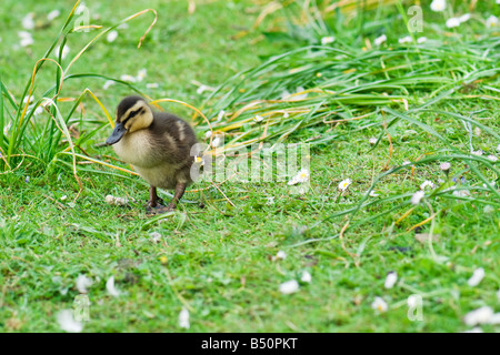 Un seul petit canard colvert walking in grassy field entre les marguerites Banque D'Images