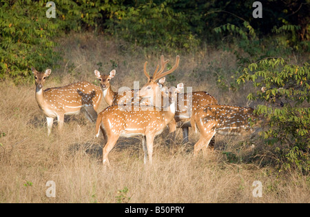 Un troupeau de cerfs dans le parc national de Ranthambore, Rajasthan, Inde Banque D'Images