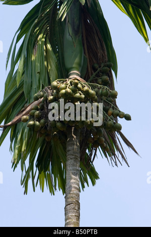 Palmier d'arec (Areca catechu) avec noix d'arec (Betelnuts) Banque D'Images