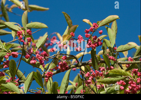 La fusée chinoise Euonymus hamiltonianus fruits de l'arbre de la Chine et de l'Himalaya Banque D'Images