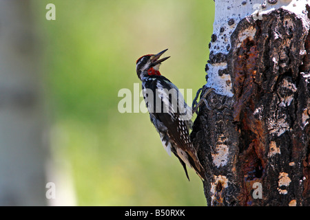 Pic Ã nuque rouge Sphyrapicus nuchalis se nourrissant d'insectes & sap à partir de tronc d'arbre au Red Rock Lakes Wildlife Refuge en Juillet Banque D'Images