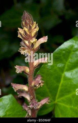 L'Orobanche Orobanche hederae Ivy se développe comme un parasite sur la puce et n'a pas de chlorophylle Banque D'Images