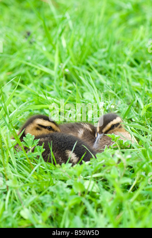 Une paire de repos canetons ensemble dans l'herbe prises en mode portrait Banque D'Images