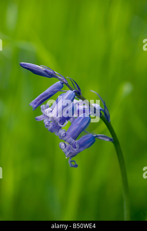 Bluebell Hyacinthoides non scripta woodland en mai Banque D'Images