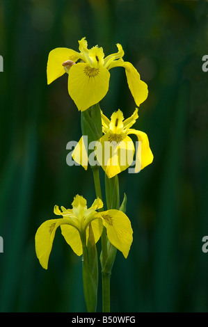 Drapeau jaune Iris pseudacorus Iris des marais pousse dans les zones humides et les marges au bord de l'eau Banque D'Images