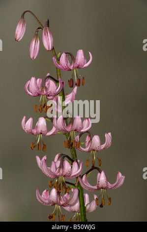 Lily Lilium Martagon martagon croissant sous les arbres en zone boisée à Queen Charlotte s motifs Cottage Banque D'Images