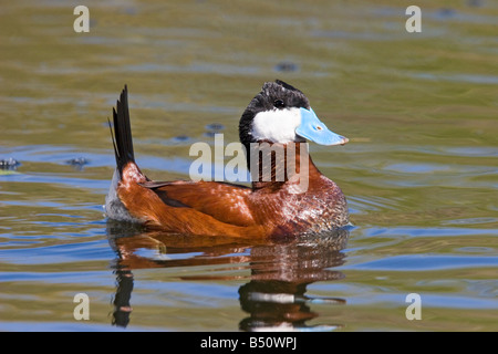 L'érismature rousse Oxyura jamaicensis Pima Tucson ARIZONA Co United States 23 mars homme adulte affichant des Anatidés Banque D'Images