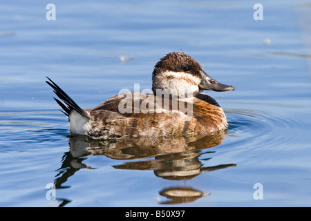 L'érismature rousse Oxyura jamaicensis Tucson Pima Comté ARIZONA United States 23 femelles adultes d'Anatidae Mars Banque D'Images