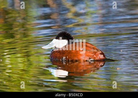 L'érismature rousse Oxyura jamaicensis Tucson Pima Comté ARIZONA United States 23 mâles adultes d'Anatidae Mars Banque D'Images