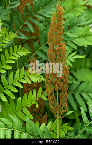 Osmonde Royale Osmunda regalis pointe fertile avec des frondes stériles vert Banque D'Images