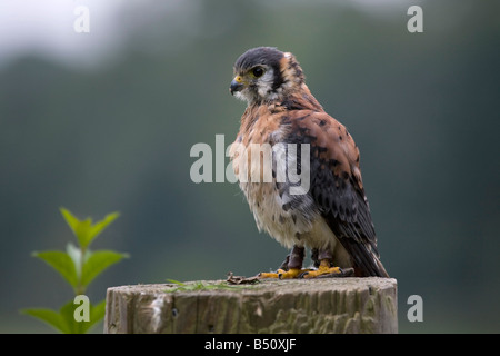 Crécerelle d'Amérique Falco sparverius oiseau captif Banque D'Images