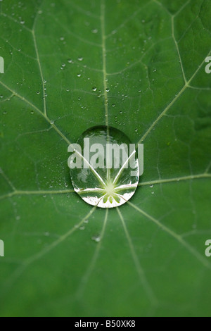 Goutte sur feuille de capucine Banque D'Images