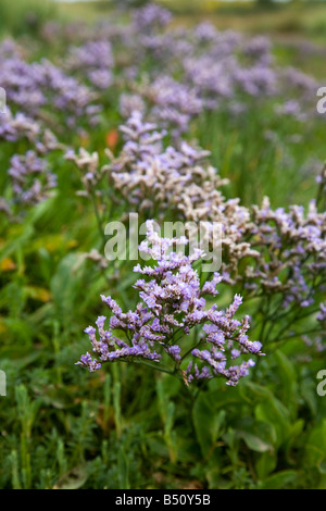 La lavande de mer commun Limonium vulgare Banque D'Images