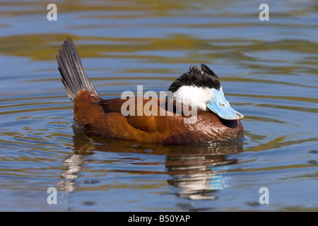 L'érismature rousse Oxyura jamaicensis Pima Tucson ARIZONA Co United States 23 mâles adultes d'Anatidae Mars Banque D'Images