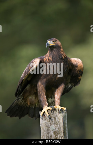 Aigle royal Aquila chrysaetos perché Banque D'Images