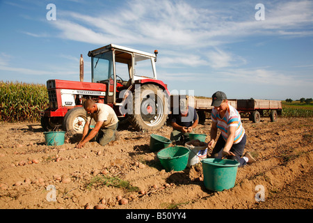 Sep 2008 - Les gens ramasser des pommes de terre dans le champ Alsace France Banque D'Images