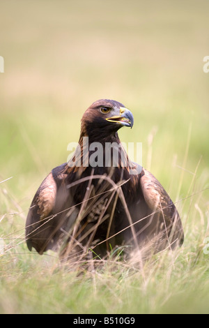 Aigle royal Aquila chrysaetos Banque D'Images