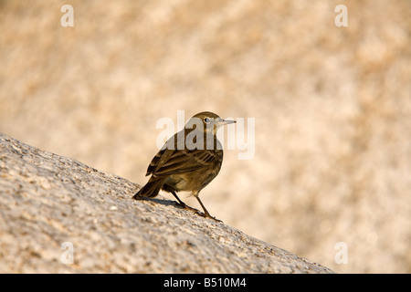 Pipit Anthus petrosus rock Banque D'Images