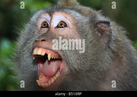 Sauvages en colère (singe macaque à longue queue) Banque D'Images