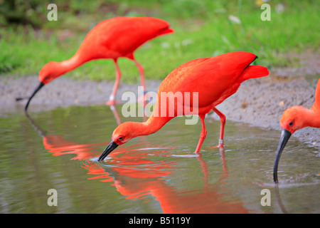 Ibis rouge (Eudocimus ruber) Oiseaux Banque D'Images