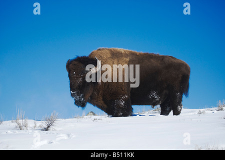 American Bison bison bison Bison des profils dans la neige Parc National de Yellowstone au Wyoming USA Banque D'Images