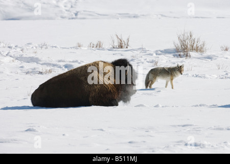 American Bison bison bison Bison des profils dans la neige et le Coyote Canis latrans Parc National de Yellowstone au Wyoming USA Banque D'Images