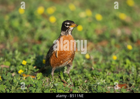 Merle d'Amérique Turdus migratorius Sinton mâles adultes Corpus Christi Texas USA Coastal Bend Banque D'Images