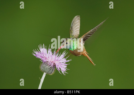 Buff-bellied Hummingbird Amazilia yucatanenensis alimentation mâle sur thistle Sinton Corpus Christi Texas USA Coastal Bend Banque D'Images