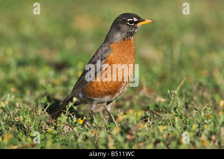 Merle d'Amérique Turdus migratorius Sinton mâles adultes Corpus Christi Texas USA Coastal Bend Banque D'Images