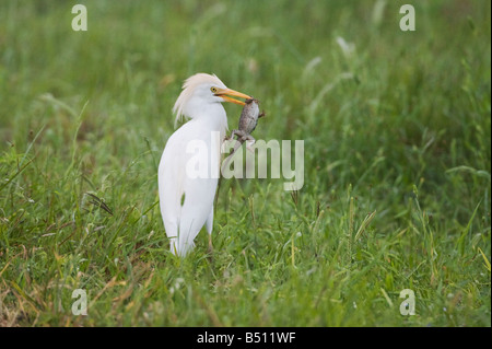 Héron garde-boeufs Bubulcus ibis avec proie immatures lézard Sinton Corpus Christi Texas USA Coastal Bend Banque D'Images