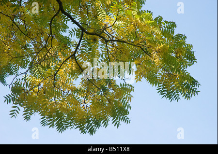 Le Noyer noir Juglans nigra feuilles en automne Banque D'Images