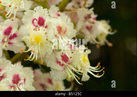 Fleurs Marronnier Aesculus hippocastanum ont centre jaune au début de l'âge comme le pollen est épuisé Banque D'Images